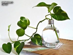 تزیین گل پتوس با ایده های خلاقانه و شیک