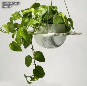 تزیین گل پتوس با ایده های خلاقانه و شیک