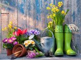 آماده سازی باغ برای بهار با معرفی 6 گل