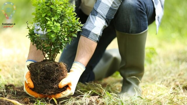 آماده سازی باغ برای بهار با معرفی 6 گل