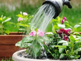 37 نوع از گلهای باغچه ای بهاری و تابستانی زیبا