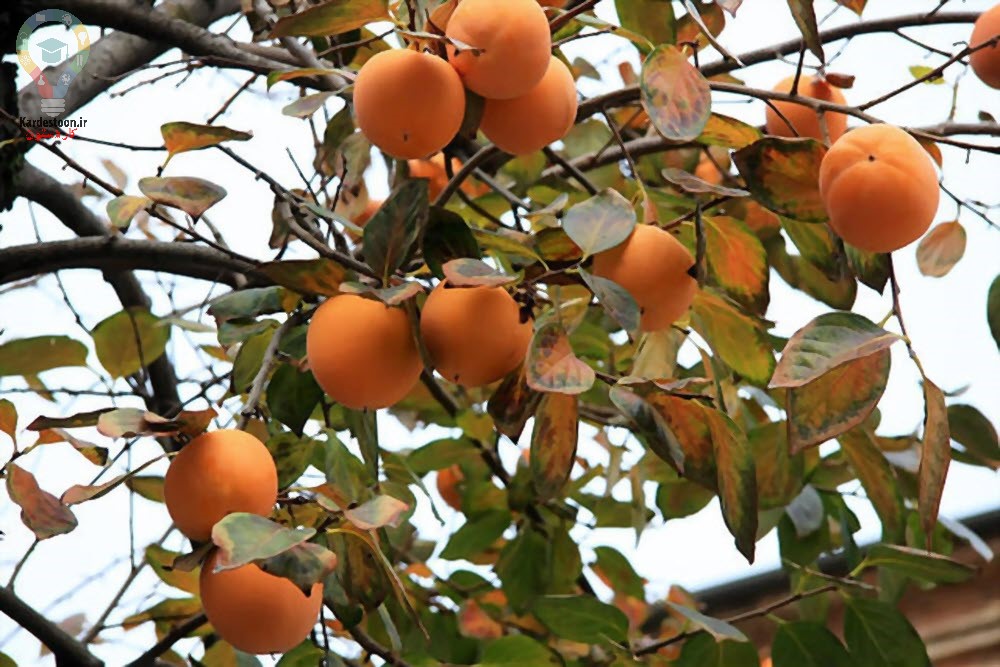 آموزش کاشت هسته خرمالو در خانه (گلدان و باغچه)