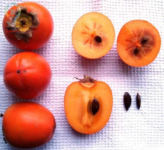 آموزش کاشت هسته خرمالو در خانه (گلدان و باغچه)