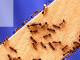 10 روش طبیعی راحت برای از بین بردن مورچه ها در خانه