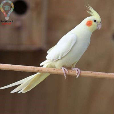 دو روش آموزش برای جوجه کشی عروس هلندی
