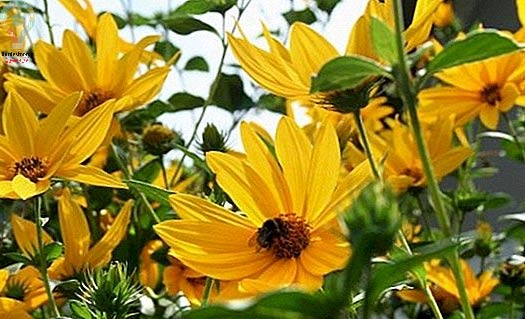 گل های فصل پاییز 