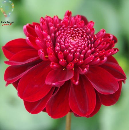 جذاب ترین گل هایی که در پاییز میتوانید بکارید