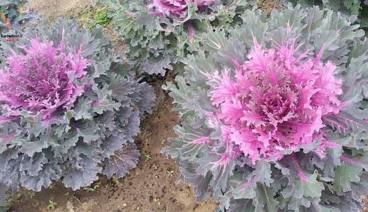 گل های فصل پاییز 