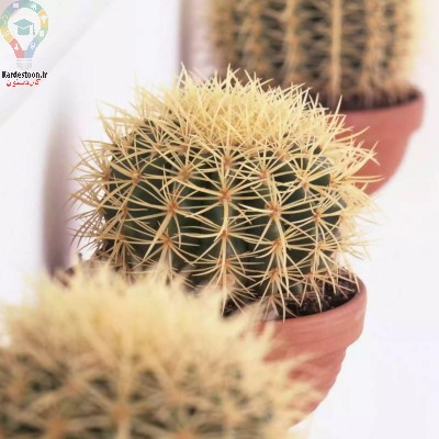 13 روش موثر برای نجات دادن کاکتوس پوسیده و خشک شده