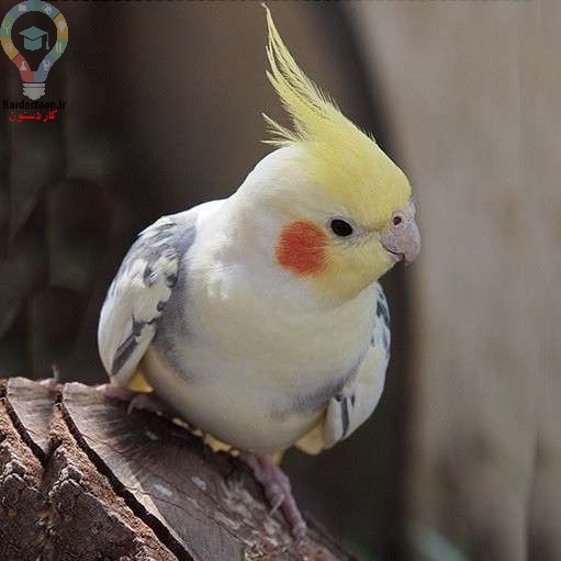 عروس هلندی