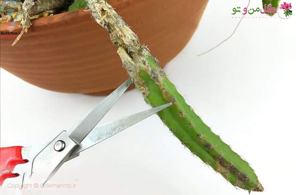 روش نگهداری کاکتوس 