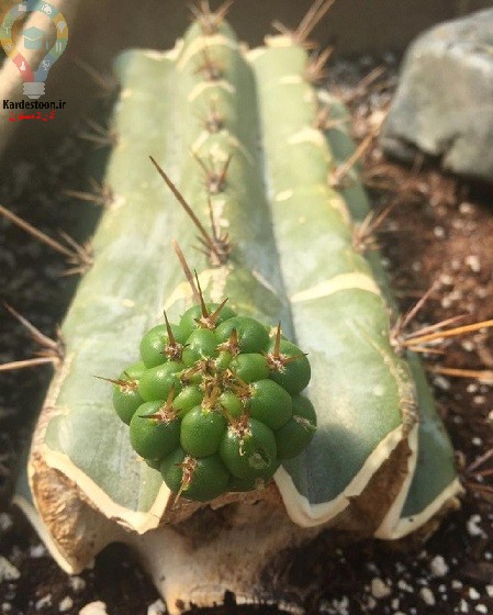 روش نگهداری کاکتوس 