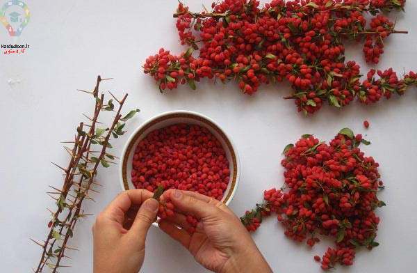 پرورش زرشک زینتی