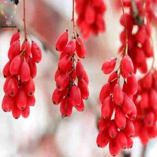 نحوه کاشت و پرورش گیاه زرشک زینتی