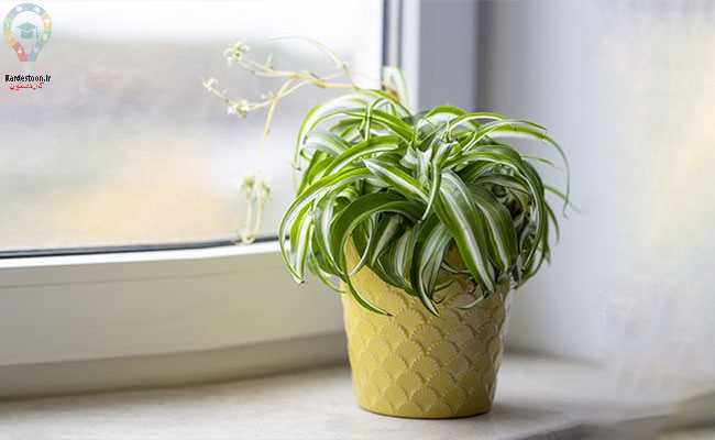 گیاه برای اتاق خواب