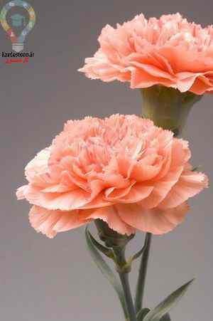 همه چیز درباره نحوه کاشت و پرورش گل میخک