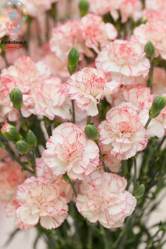 روش کاشت میخک 