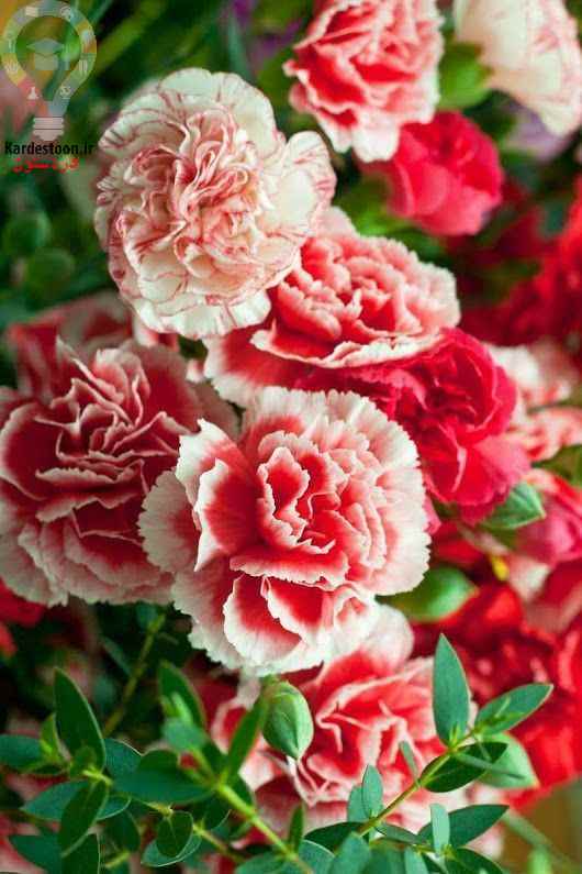 همه چیز درباره نحوه کاشت و پرورش گل میخک