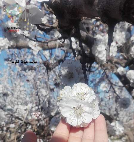 بیو عاشقانه خاص دلبری