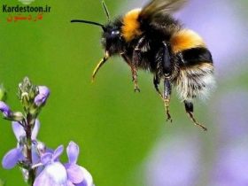 چند راه موثر برای جلوگیری از نیش حشرات
