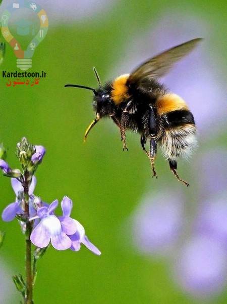 چند راه موثر برای جلوگیری از نیش حشرات