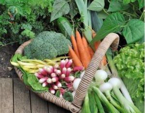 آیا میدانید آخر تابستان چه سبزیجاتی میتوانید کاشت کنید؟