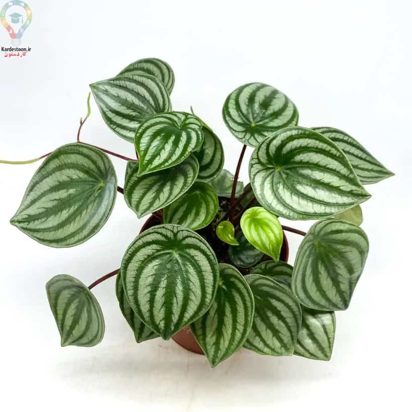 مراقبت از گیاه پپرومیا هندوانه ای