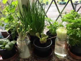 6 گیاه برای پرورش دادن در آب و در خانه