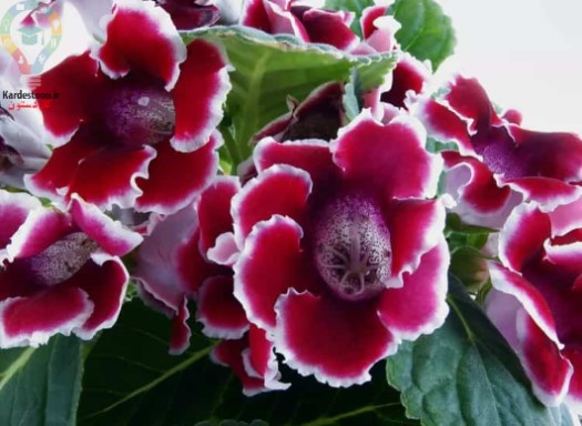 7 گیاه آپارتمانی برای کسانی که گربه دارند