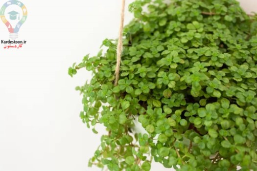 7 گیاه آپارتمانی برای کسانی که گربه دارند