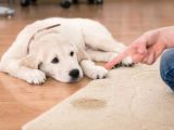 چگونه ادرار سگ را از روی فرش تمیز کنیم؟