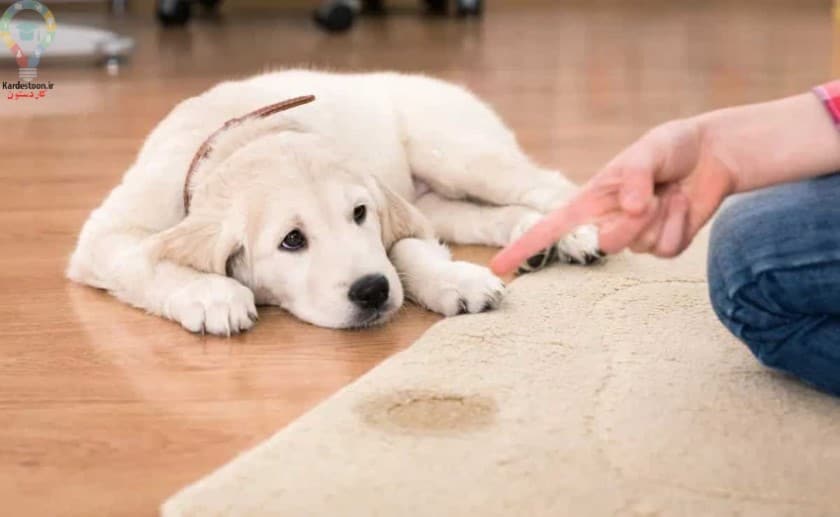 چگونه ادرار سگ را از روی فرش تمیز کنیم؟