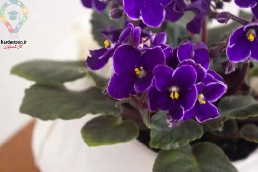 7 گیاه آپارتمانی برای کسانی که گربه دارند