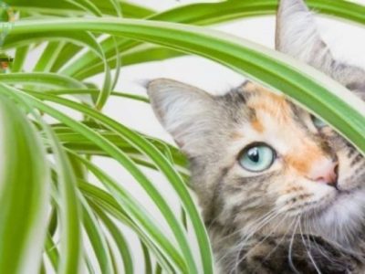 7 گیاه آپارتمانی برای کسانی که گربه دارند