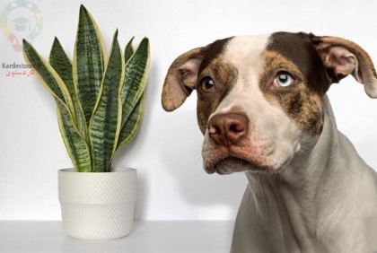 آیا گیاه سانسوریا یا مار برای سگ ها خطرناک است؟