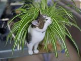 آیا گیاه گندمی برای گربه ها سمی است؟