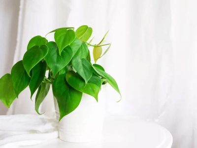 معرفی 10 گیاه کوچک که به نور کمی احتیاج دارند