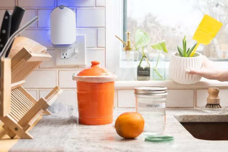 5 روش طبیعی برای دور نگه داشتن مگس ها از خانه