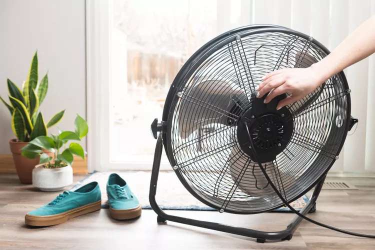5 روش طبیعی برای دور نگه داشتن مگس ها از خانه