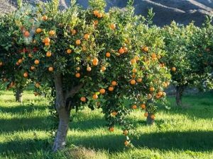 آیا میدانید کود مناسب برای درخت نارنگی چیست؟