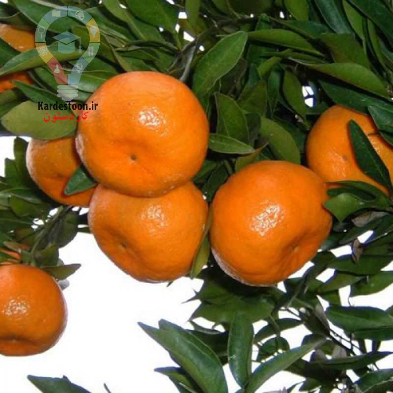آیا میدانید کود مناسب برای درخت نارنگی چیست؟