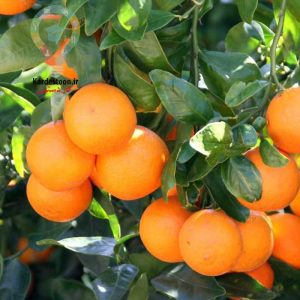 دلیل رشد نامناسب درخت نارنگی