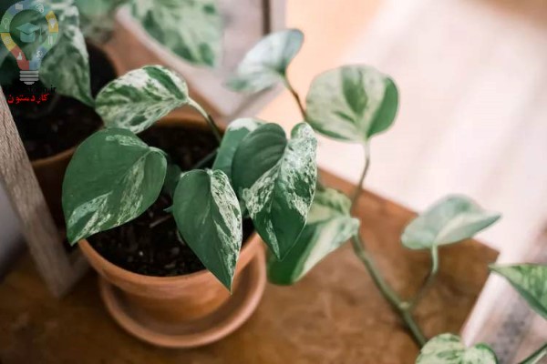 آموزش رشد و مراقبت از گیاه پوتوس