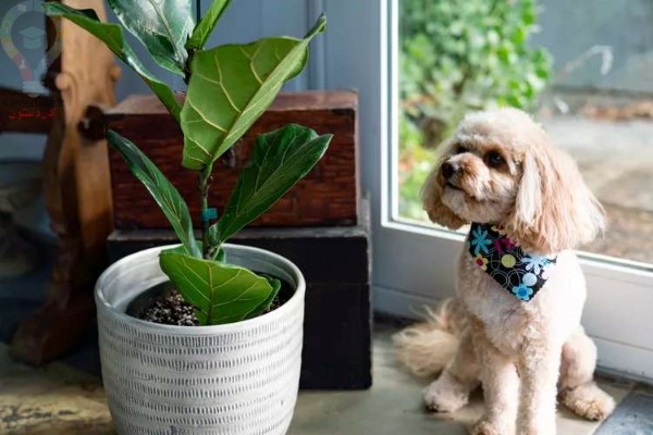 9 گیاه خانگی که برای سگ ها سمی هستند