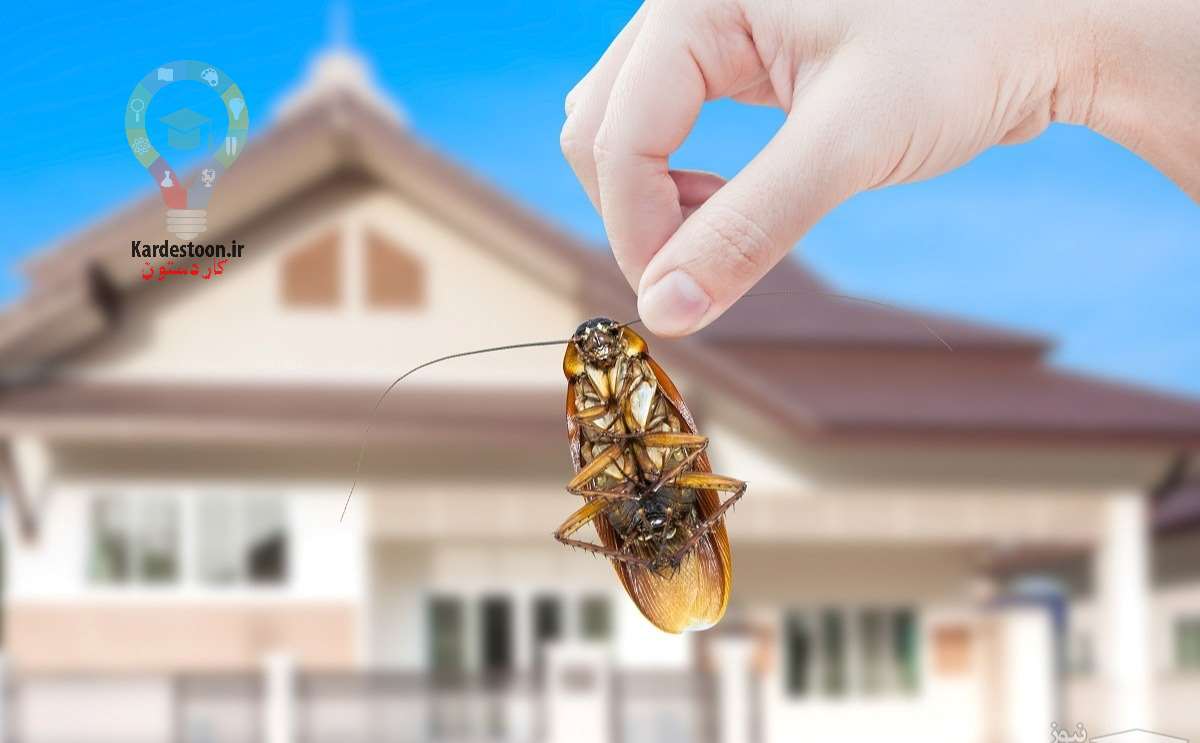 آیا میدانید چه چیزی سوسک ها را جذب میکند؟