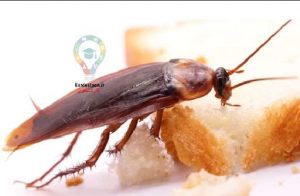 آیا میدانید چه چیزی سوسک ها را جذب میکند؟