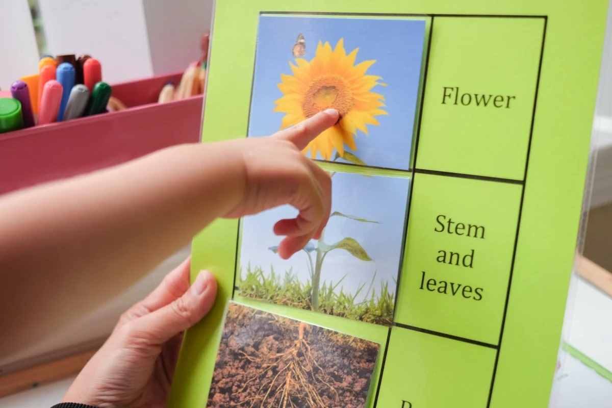 25 فعالیت آموزشی با تم باغ برای کودکان پیش دبستانی و نوپا