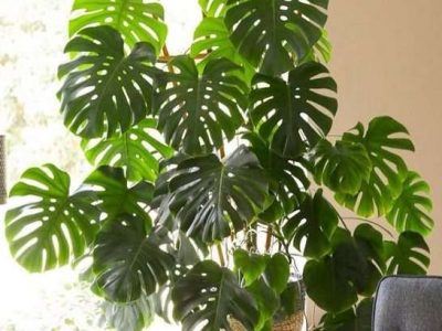 چگونه از گیاهان مونسترا مراقبت کنیم؟